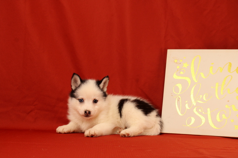 puppy, for, sale, Pomsky, Matthew B. Stoltzfus, dog, breeder, Gap, PA, dog-breeder, puppy-for-sale, forsale, nearby, find, puppyfind, locator, puppylocator, aca